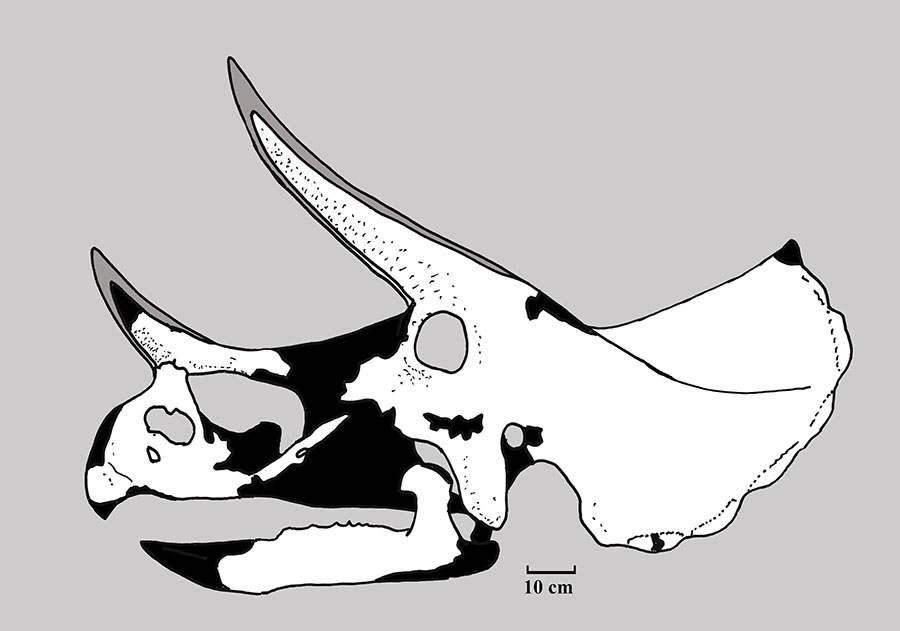 Triceratops Ilium Partial - Lance Fm. - Niobrara County, WY