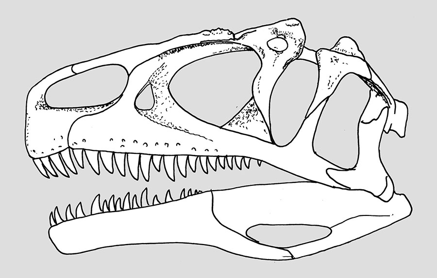 allosaurus skull drawing