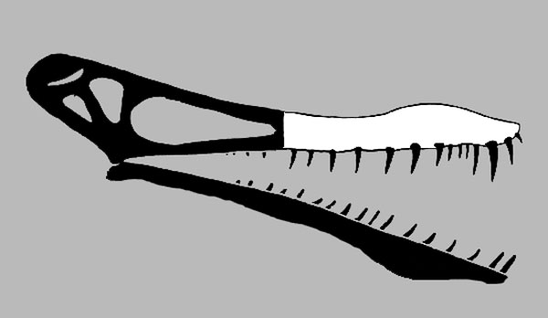 Caulkicephalus